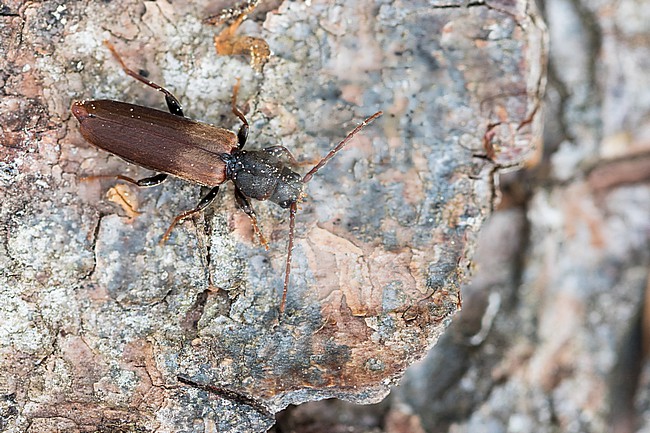 Tetropium fuscum - Brown Spruce Longhorn-Beetle - Brauner Fichtenbock, Germany (Baden-Württemberg), imago stock-image by Agami/Ralph Martin,
