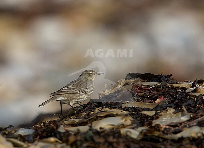 Rock Pipit (Anthus petrosus) on Sein island off the west coast of France during autumn. Walking on washed up seaweed on the shore. stock-image by Agami/Rafael Armada,