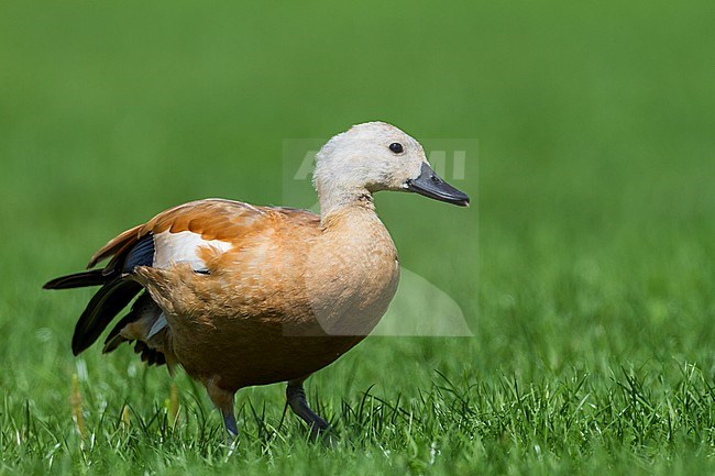 Ruddy Shelduck - Rostgans - Tadorna ferruginea, Switzerland, K1 stock-image by Agami/Ralph Martin,