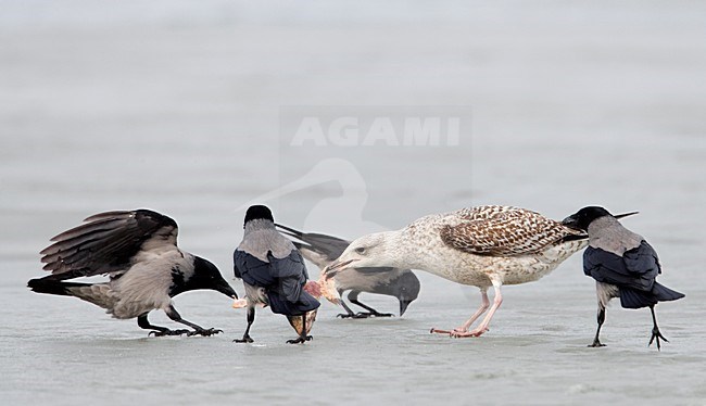 Bonte Kraain vechtend om voer; Hooded Crow fighting for food stock-image by Agami/Markus Varesvuo,