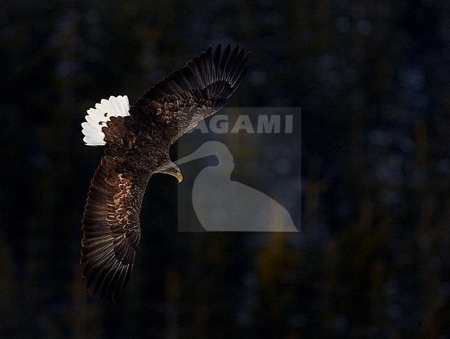 White-tailed Eagle (Haliaetus albicilla) Hokkaido Japan February 2014 stock-image by Agami/Markus Varesvuo,
