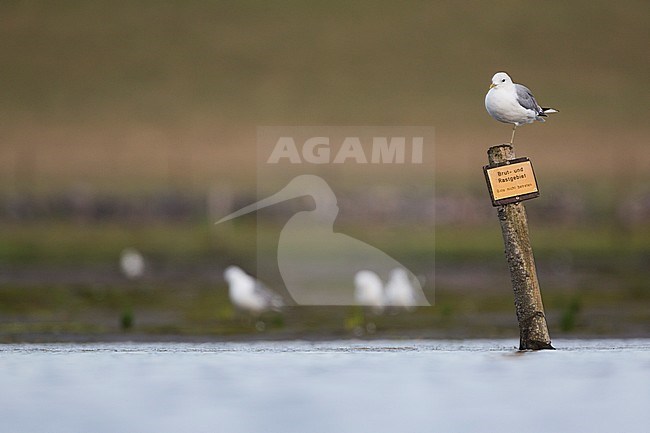 Common Gull (Larus canus canus) adult perched on nature reserve sign in Wadden Sea of Germany. stock-image by Agami/Ralph Martin,