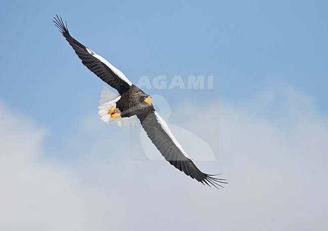 Steller-zeearend volwassen vliegend; Stellers Sea-eagle adult flying; stock-image by Agami/Marc Guyt,