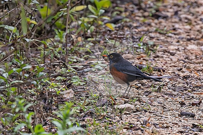 La Selle Thrush (Turdus swalesi) in the Dominican Republic. An endemic thrush to the Caribbean island of Hispaniola (split between the Dominican Republic and Haiti). stock-image by Agami/Pete Morris,