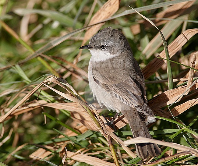 Lesser Whitethroat (Sylvia curruca) during autumn migration on the Out Skerries, Shetland, Scotland. stock-image by Agami/Michael McKee,