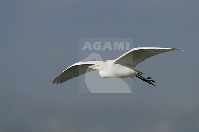 Cattle Egret adult winterplumage flying; Koereiger volwassen winterkleed vliegend stock-image by Agami/Daniele Occhiato,