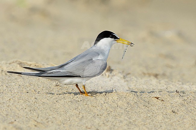 Adult Least Tern (Sternula antillarum) in summer plumage standing on the beach in Galveston County, Texas, USA. stock-image by Agami/Brian E Small,