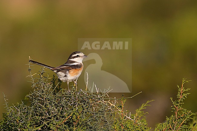 Masked Shrike - Maskenwürger - Lanius nubicus, Cyprus, adult female stock-image by Agami/Ralph Martin,
