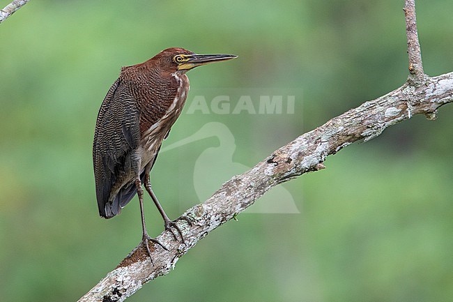 Rufescent Tiger Heron (Tigrisoma lineatum lineatum) at Puerto Nare, Antioquia, Colombia. stock-image by Agami/Tom Friedel,