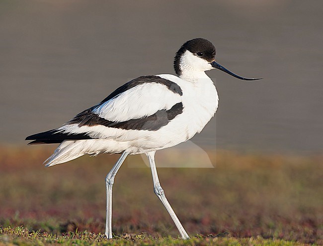 Pied Avocet, Recurvirostra avosetta, during spring in the Wagejot on Texel, Netherlands. stock-image by Agami/Marc Guyt,