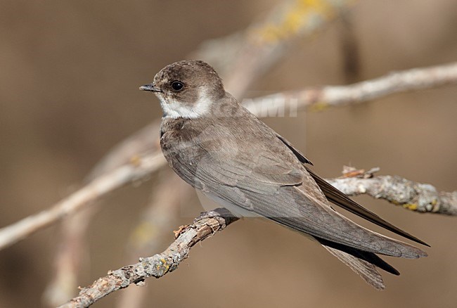 Oeverzwaluw zittend op een tak; Sand Martin perched on a branch stock-image by Agami/Markus Varesvuo,