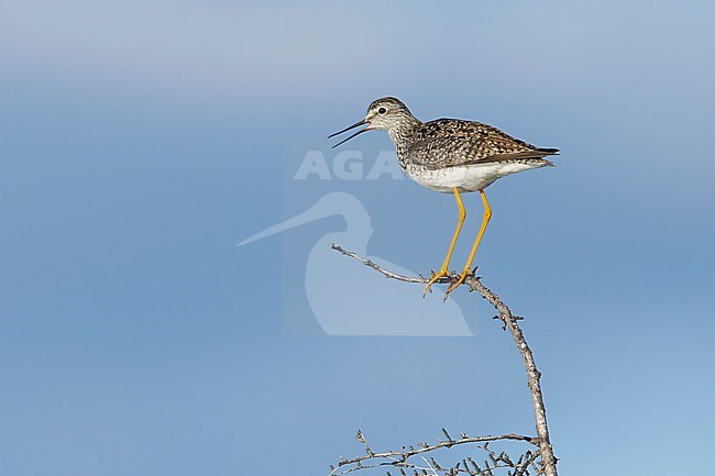 Adult Lesser Yellowlegs (Tringa flavipes) in summer plumage perched in a low tree on the arctic tundra of Churchill, Manitoba in Canada. stock-image by Agami/Brian E Small,