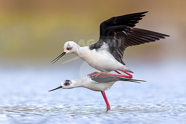 Black-winged Stilt (Himantopus himantopus) in Italy. Mating couple of stilts in shallow water. stock-image by Agami/Daniele Occhiato,