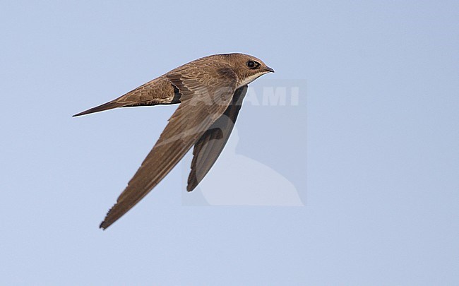 Alpengierzwaluw in vlucht, Alpine Swift in flight stock-image by Agami/Mike Danzenbaker,