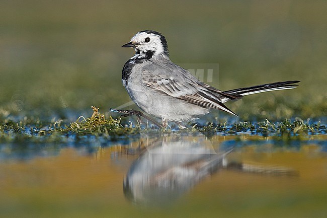 White Wagtail (Motacilla alba), walking in a swamp stock-image by Agami/Saverio Gatto,