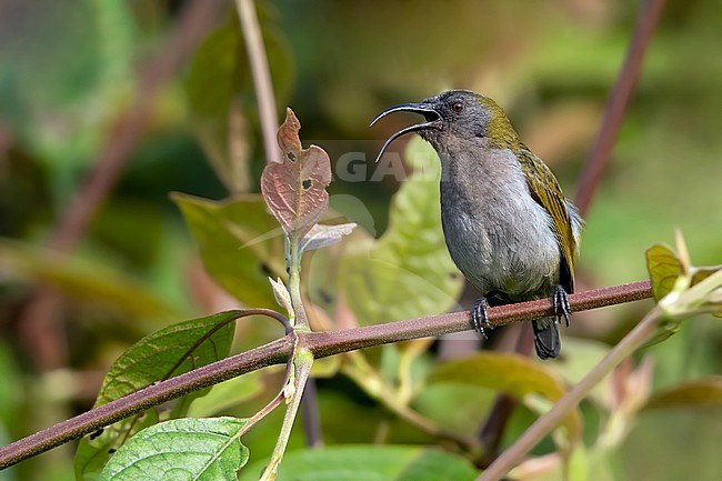 Ursula's Sunbird (Cinnyris ursulae) perched on a branch in a rainforest in Equatorial Guinea and Bioko. stock-image by Agami/Dubi Shapiro,