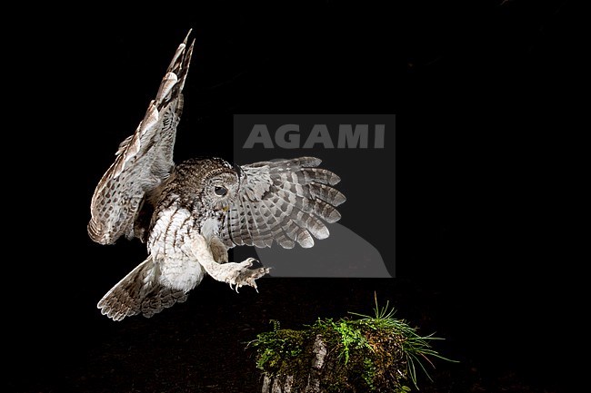 Tawny Owl (Strix aluco) in the Aosta valley in northern Italy. Landing with both claws outstreched. stock-image by Agami/Alain Ghignone,