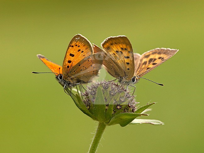Morgenrood / Scarce Copper (Lycaena virgaureae) stock-image by Agami/Wil Leurs,