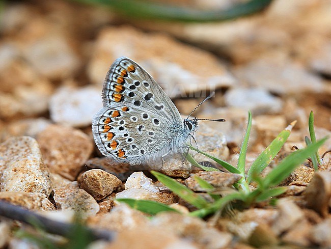 Provence Chalk-hill Blue  (Polyommatus hispanus)  stock-image by Agami/Aurélien Audevard,
