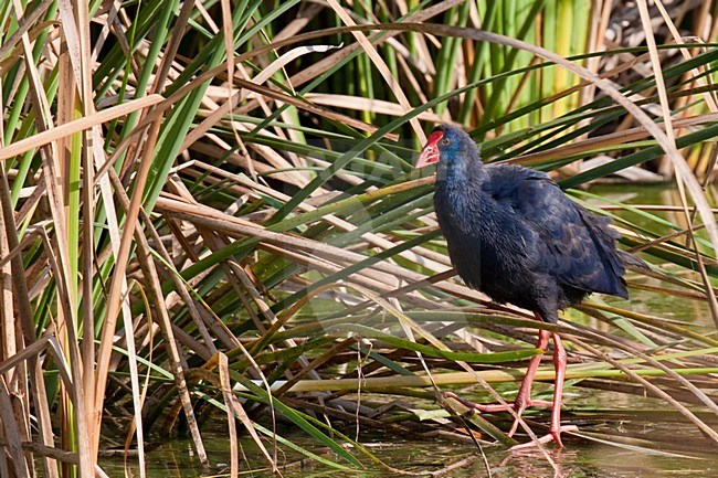 Purperkoet in rietveld; Purple Swamphen in reed bed stock-image by Agami/Arnold Meijer,