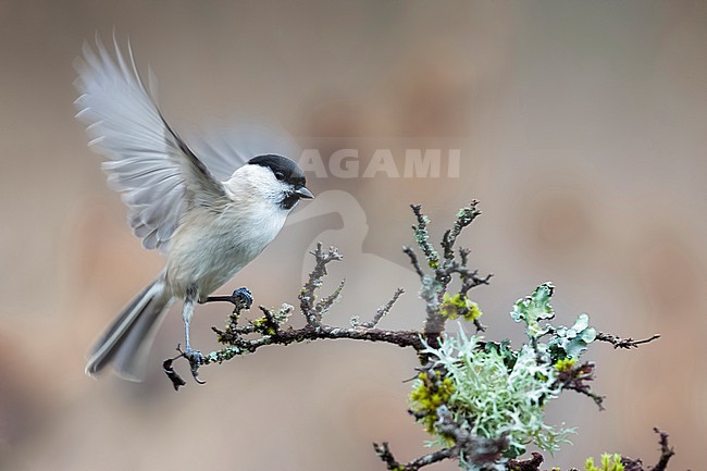 Marsh Tit, Poecile palustris, in Italy. stock-image by Agami/Daniele Occhiato,