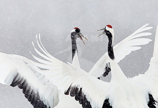 Chinese Kraanvogel baltsend in de sneeuw, Red-crowned Crane displaying in snow stock-image by Agami/Markus Varesvuo,