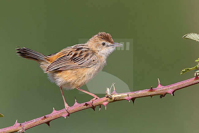 Zitting Cisticola, Campania, Italy (Cisticola juncidis) stock-image by Agami/Saverio Gatto,