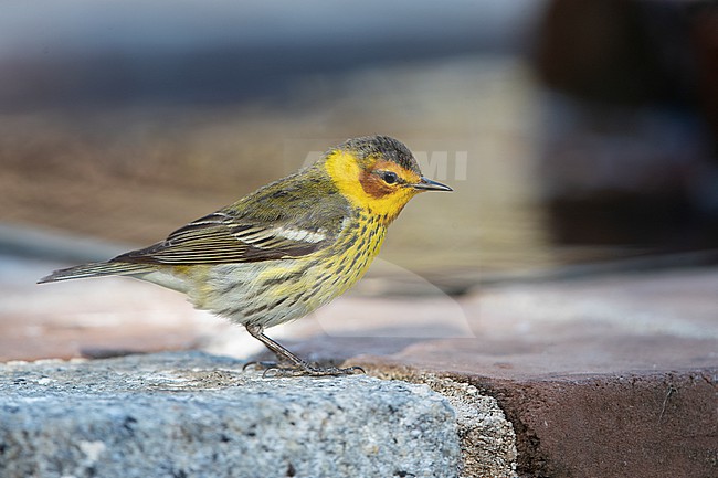 Adult male Cape May Warbler (Setophaga tigrina) at Dry Tortugas, USA stock-image by Agami/Helge Sorensen,