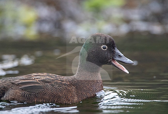 Drake Campbell Island Teal (Anas nesiotis), also known Campbell Teal. A small, flightless, nocturnal species of dabbling duck endemic to the Campbell Island group of New Zealand. stock-image by Agami/Marc Guyt,