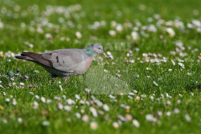 Stock Dove (Columba oenas) in the Netherlands. Foraging in a spring green meadow with little white flowers. stock-image by Agami/Marc Guyt,