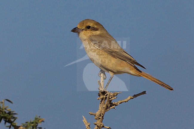Daurische Klauwier; Daurian Shrike stock-image by Agami/Daniele Occhiato,