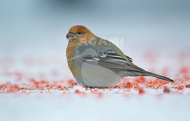 Pine Grosbeak 1cy male (Pinicola enucleator) Liminka Finland January 2003 stock-image by Agami/Markus Varesvuo,