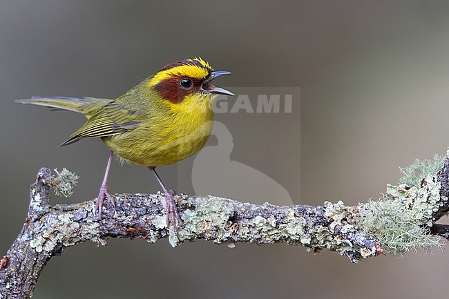 Golden-browed Warbler (Basileuterus belli) In mexico stock-image by Agami/Dubi Shapiro,