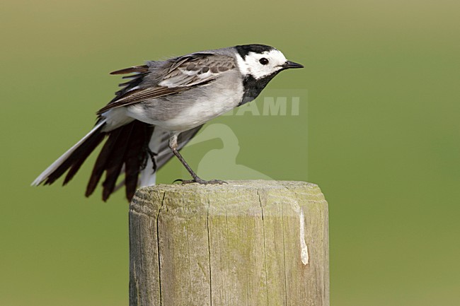 Mannetje Witte Kwikstaart; Male White Wagtail stock-image by Agami/Arie Ouwerkerk,
