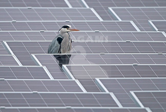Grey Heron, (Ardea cinerea) adult standing between floating solarpanels. stock-image by Agami/Fred Visscher,