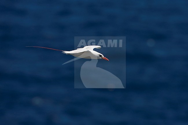 Roodstaartkeerkringvogel in de vlucht; Red-tailed Tropicbird in flight stock-image by Agami/Martijn Verdoes,