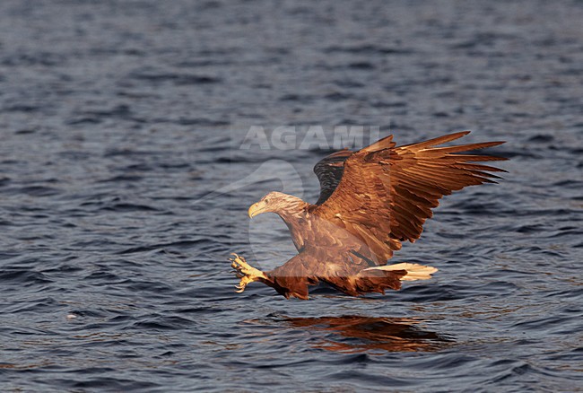 Volwassen Zeearend jagend; Adult White-tailed Eagle hunting stock-image by Agami/Markus Varesvuo,