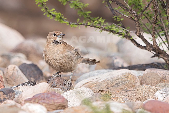 White-throated Cacholote (Pseudoseisura gutturalis) Perched on a the ground in Argentina stock-image by Agami/Dubi Shapiro,