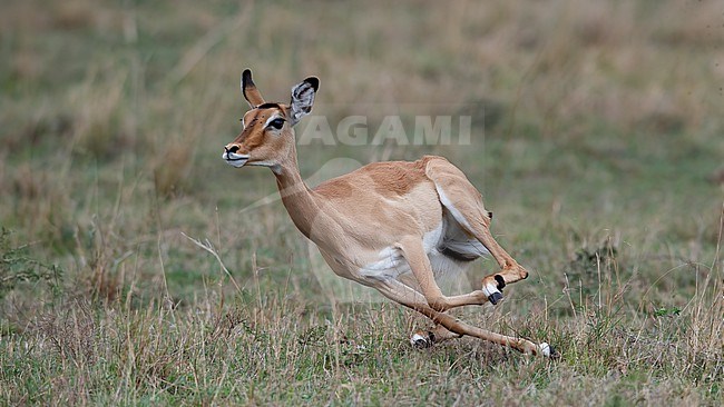Close up front view of a running female Impala, (Aepyceros melampus) Kenya stock-image by Agami/Markku Rantala,