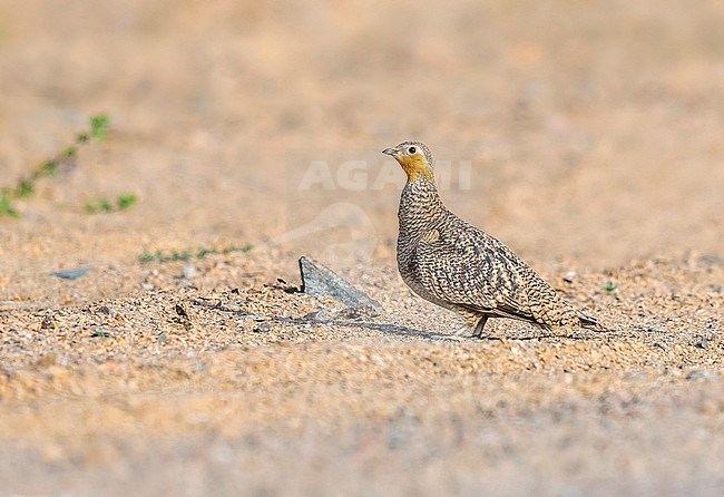 Adult female Crowned Sandgrouse (Pterocles coronatus) standing on the ground in the desert, near Berenice in Egypt. stock-image by Agami/Vincent Legrand,