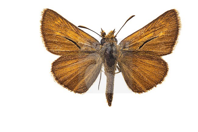 Lulworth Skipper, Thymelicus acteon stock-image by Agami/Wil Leurs,