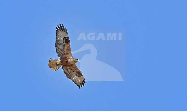 Buteo rufinus stock-image by Agami/Eduard Sangster,