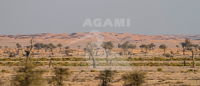 Muntasar, Oman stock-image by Agami/Ralph Martin,