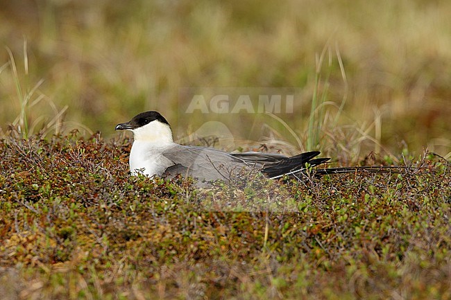 Adult Long-tailed Skua (Stercorarius longicaudus) on its nest on Seward Peninsula, Alaska, United States during spring. stock-image by Agami/Brian E Small,