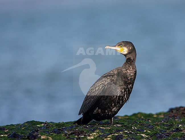 Great Cormorant (Phalacrocorax carbo) in the Netherlands. Standing on the shore during autumn. stock-image by Agami/Marc Guyt,