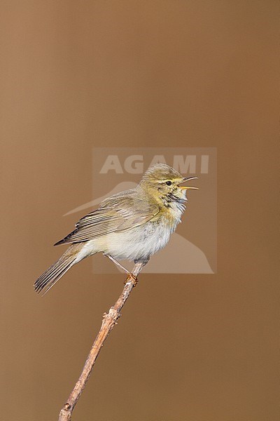 Spring Willow Warbler (Phylloscopus trochilus) in Berkheide, Katwijk, Netherlands. stock-image by Agami/Menno van Duijn,
