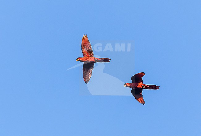 Cardinal lory (Pseudeos cardinalis) in the Solomon Islands. In flight over Mount Austin, Guadalcanal. stock-image by Agami/Marc Guyt,