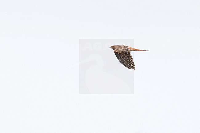 adult female of the brown morphe of Common Cuckoo (Cuculus canorus) in flight, found in Dornod Aimag in Mongolia stock-image by Agami/Mathias Putze,