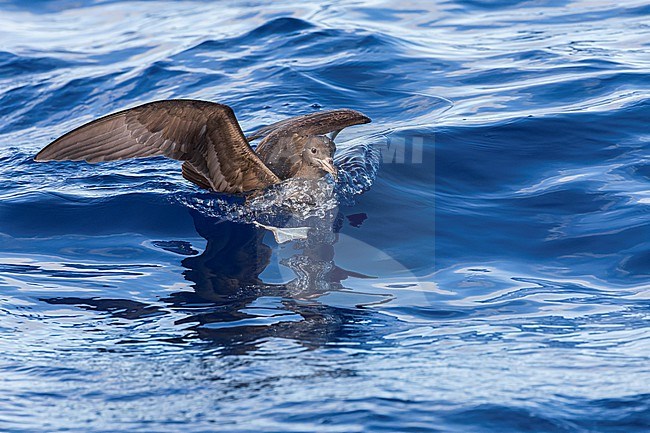 Flesh-footed Shearwater (Ardenna carneipes) at the pacific ocean off New Zealand. stock-image by Agami/Marc Guyt,