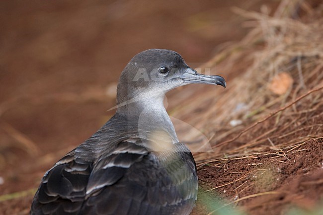 Wigstaartpijlstormvogel bij nesthol; Wedge-tailed Shearwater at nest entrance stock-image by Agami/Martijn Verdoes,
